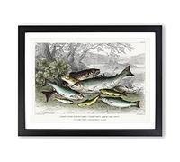 Fished Salmon & Trout By Oliver Goldsmith Vintage Framed Print A2 Black