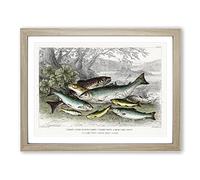 Fished Salmon & Trout By Oliver Goldsmith Vintage Framed Print | A2 Oak Framed Wall Art | Ready to Hang | Classic Animal Picture | Living Room Bedroom Lounge Office