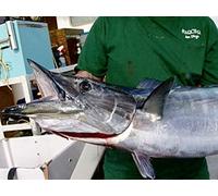 Fishing Assault Down the Baja- The Searcher | Part 3