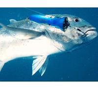 Fishing Through the Storm- Great Barrier Reef