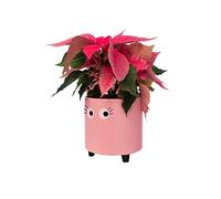 Fisura - Original flower pots eyes design, Ceramic plant pots indoor, Decorative indoor planters with legs for cactus, Planters for flowers and succulents, Dimensions: 13cm x 12,5cm (pink)