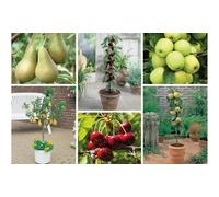 Five Packs of Orchard Fruit Tree Potted Plant Collection