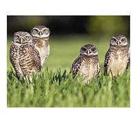 Five Rabbit Owls Birds Florida USA Photo Unframed Wall Art Print Poster Home Decor Premium
