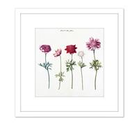 Five Studies Of Anemones Pretty Flowers Drawing 8X8 Inch Square Wooden Framed Wall Art Print Picture with Mount Artery8 White One Size