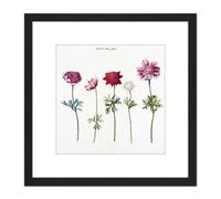 Five Studies Of Anemones Pretty Flowers Drawing 8X8 Inch Square Wooden Framed Wall Art Print Picture with Mount Artery8 Black One Size