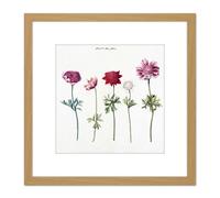 Five Studies Of Anemones Pretty Flowers Drawing 8X8 Inch Square Wooden Framed Wall Art Print Picture with Mount Artery8 Light Oak One Size