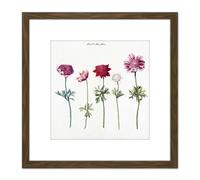 Five Studies Of Anemones Pretty Flowers Drawing 8X8 Inch Square Wooden Framed Wall Art Print Picture with Mount Artery8 Brown One Size