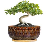 Fivepot Bonsai Pots - 8 Inch Ceramic Planter with Drainage Hole and Saucer, Boho Round Shallow Succulent Bowl for Indoor Plants Flower, Room Decor, Gifts for Plant Lovers, Brown