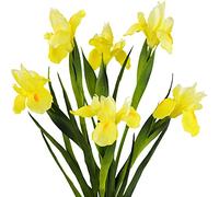 FiveSeasonStuff 6 Long Stems (Yellow) Real Touch Artificial Iris Flowers for Home Shop Office Restaurant Wedding Decoration Party DIY Flower Arrangement, Height: 60cm