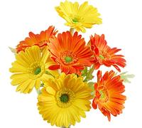 FiveSeasonStuff 7 Stems of Artificial Real Touch Gerbera Flowers & Bouquet,31cm (12.2 inches) (Real Touch Mixed Orange and Yellow)