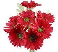 FiveSeasonStuff 7 Stems of Artificial Real Touch Gerbera Flowers & Bouquet, for Home Office Restaurant Wedding Party Décor, 31cm (12.2 inches) 32cm (12.6 inches) (Real Touch Scarlet Red)