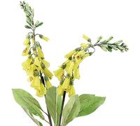 FiveSeasonStuff Artificial Flowers Foxglove Plants (Digitalis Purpurea) Silk Flowers Décor 74cm Long (Youthful Yellow) 2 Stems