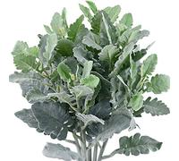 FiveSeasonStuff Dusty Miller Artificial Greenery Bush Plants for Wedding Flower Fillers DIY Bouquets and Floral Arrangements (6 Stems 45cm Tall)