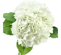 FiveSeasonStuff Real Touch Silk White Hydrangea Flowers, 2 Large Long Stems Artificial Flowers for Floral Decoration Arrangements