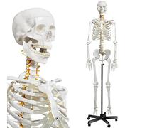 Fivtyily Human Skeleton Model for Anatomy- Life Size Medical Human Skeleton Model with Nervous System 70.8 in with Rolling Stand for Medical Study and Display 3 Posters