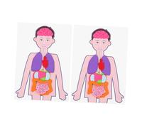 FIXOSHEE 2sets Diy Human Organs Teaching Aids Educational Toys for Boys and Girls Learning Science Model Teaching Aids for School Classroom Use