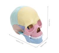 FIXOSHEE Detachable Human Skull Model Plastic Anatomy Teaching Tool for Stem Education Realistic Skull Skeleton with Removable Parts for Students and Professionals
