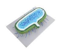 FIXOSHEE Enlarged Animal Cell Model Kit with Nucleus and Organelles Biology Teaching Tool for Interactive Classroom Learning Detailed Human Hepatocyte Cell Line Structure for Student