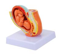 FIXOSHEE Full-term Female Uterus Embryo Model for Teaching Environmental-friendly Material Pregnancy Fetal Display for Medical and Nursing Education