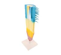 FIXOSHEE High-precision Corn Root Model Educational Biology Teaching Tool Longitudinal Section for Classroom and Laboratory Use Portable Plant Anatomy Display for Students