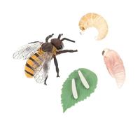 FIXOSHEE Honey Bee Growth Cycle Models Educational Insect for Plastic Life Cycle Simulation Natural Science Learning Aid for Boys