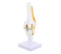 FIXOSHEE Life Anatomical Medical PVC with Functional Ligaments Flexible Cord for Teaching and Study