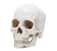 FIXOSHEE Life Anatomy Teaching Tool for Medical Students with Detailed Structure Realistic Resin Craftsmanship Educational Display and Artistic Collection