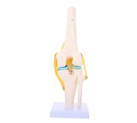 FIXOSHEE Life Human Knee Joint Model PVC Medical Anatomy Teaching Aid Lightweight for Student Laboratory Use