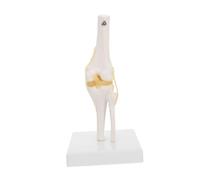 FIXOSHEE Life Human Knee Joint Model with Flexible Ligaments Removable Base Anatomical Medical Skeleton for Teaching Knee Morphology and Function in Biology and Science Classes