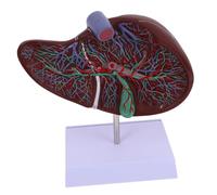 FIXOSHEE Liver Anatomical Model School Display Human Liver Anatomy Plastic