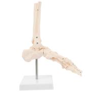 FIXOSHEE Plastic Ankle Joint Model with Fully Articulated Foot Bones Human Skeleton Teaching Aid for Medical Students and Orthopedic Patient Education