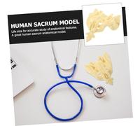 FIXOSHEE PVC Sacrum Model for Hospital Medical Education Smooth Surface Anatomical Bone Model for Patient Teaching Portable and Clean Sacrum Anatomy Tool