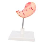 FIXOSHEE Realistic Human Stomach Model with Precise Anatomy Detailing for Medical Research and Education Stomach Physiology Learning Tool for Clinical and Teaching Use