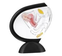 FIXOSHEE Transparent Structure Model Visible Anatomy Teaching Tool for Material for Classroom Doctor Office Supports Understanding