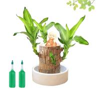 fjaldjfu 2025 New Brazilian Tree, Brazilian Lucky Wood Plant Pots Indoor, Wood Stump Desktop Decor with Monk Statues, Purifying Indoor Air, for Bedroom, Living Room, Study, Balcony (A1)