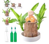 fjaldjfu Brazilian Wood Plant - Brazilian Tree, Brazilian Lucky Tree Air Purifying, Fortune Indoor Plants Stump, Home Decoration with Figurine for Home & Office Desktop Planter (Regular Style)
