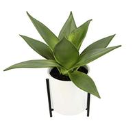 Flair Flower Frame Succulent Thick Leaf Cactus Aloe Vera Green Indoor Sansevieria Artificial Flower Pot Plant Yucca Decorative Kalanchoe, 29x21x21cm