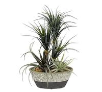 Flair Flower Indoor Silk Real Touch Office Dracena Artificial pots Desert air Plastic Exotic Realistic Flower Plant Table Decoration centrepieces, Dark Green, 31x23x18 cm