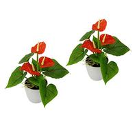 Flair Flower mini anthurium pot anthuria exotic flamingo red plants artificial decorative flowers set of 2, Polyester, plastic, 20 cm hoch, 16 cm breit
