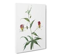 Flame Lily Flowers By Pierre Joseph Redoute Canvas Print | Gallery Wrapped 30mm Frame Wall Art | 24x16 inches | Ready to Hang | Retro Floral Picture | Living Room Bedroom Lounge Office