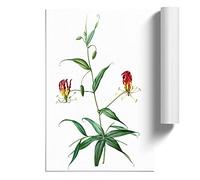 Flame Lily Flowers by Pierre-Joseph Redoute Design | Unframed Wall Art Print | Ready to Frame Poster | Modern Home Decor Picture | Artwork for Living Room or Office | A2 (42x59.4 cm)