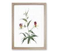 Flame Lily Flowers by Pierre-Joseph Redoute Framed Print | A2 Oak Framed Wall Art | Ready to Hang | Modern Floral Picture | Living Room Bedroom Lounge Office
