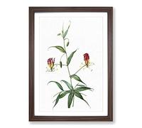 Flame Lily Flowers by Pierre-Joseph Redoute Framed Print | A2 Walnut Framed Wall Art | Ready to Hang | Modern Floral Picture | Living Room Bedroom Lounge Office
