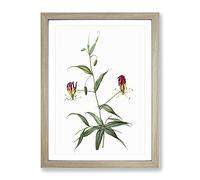 Flame Lily Flowers By Pierre Joseph Redoute Vintage Framed Print | A2 Oak Framed Wall Art | Ready to Hang | Classic Floral Picture | Living Room Bedroom Lounge Office