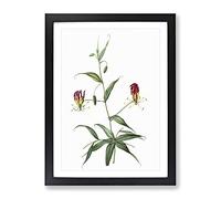 Flame Lily Flowers By Pierre Joseph Redoute Vintage Framed Print | A3 Black Framed Wall Art | Ready to Hang | Classic Floral Picture | Living Room Bedroom Lounge Office