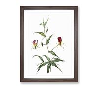 Flame Lily Flowers By Pierre Joseph Redoute Vintage Framed Print | A4 Walnut Framed Wall Art | Ready to Hang | Classic Floral Picture | Living Room Bedroom Lounge Office