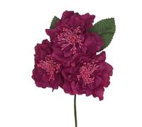 FLAMENCO FLOWER (BUGANWILLA)