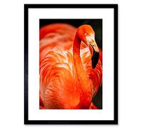 Flamingo Bird Close Up Framed Wall Art Print