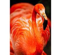 Flamingo Bird Close Up Large Canvas Wall Art Print