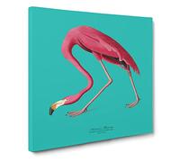 Flamingo in Teal by John James Audubon Canvas Print | Gallery Wrapped 30mm Frame Wall Art | 14x14 inches | Ready to Hang | Modern Animals Picture | Living Room Bedroom Lounge Office